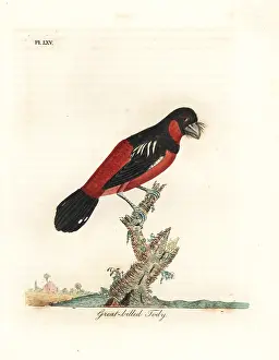 Broadbill: Black-and-red broadbill, Cymbirhynchus macrorhynchos
