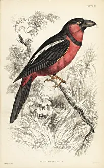 Swainson: Black-and-red broadbill, Cymbirhynchus macrorhynchos