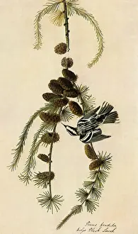 Warbler: Black-and-White Warbler