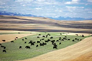 Ranching: Black Angus Cattle Montana