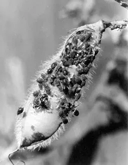 Ants: BLACK ANTS & BLACK FLY
