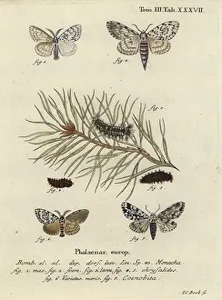 Dispar: Black arches and owlet moth