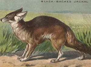 Wolves: Black-Backed Jackal