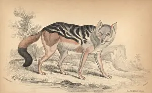 Jackal: Black-backed jackal, Canis mesomelas