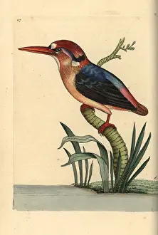 Ceyx: Black-backed or Oriental dwarf kingfisher, Ceyx erithaca