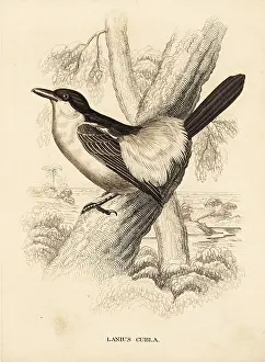 Shrike: Black-backed puffback, Dryoscopus cubla