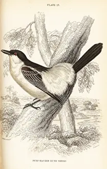 Shrike: Black-backed puffback, Dryoscopus cubla