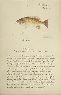 Coles: Black bass