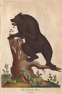 Sibly: Black bear attacked by bees as it attempts