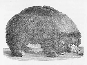 Puzzled: BLACK BEAR (BEWICK)