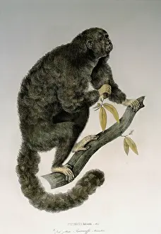 Saki: black bearded saki