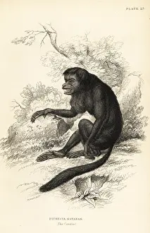 Jardines: Black-bearded saki, Chiropotes satanas. Critically