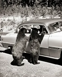 Americanus: Two Black Bears, Yellowstone National Park, Wyoming, USA