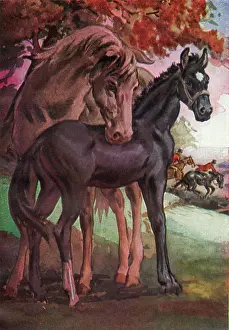 Sewell: BLACK BEAUTY & MOTHER