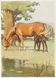 Peacefully: Black Beauty and mother