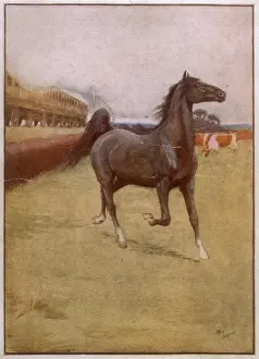 Sewell: Black Beauty and the train