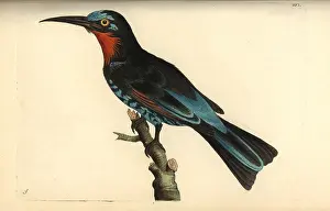 Miscellany: Black bee-eater, Merops gularis