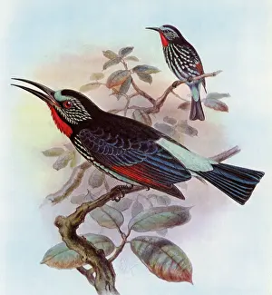 Gerrard: Black Bee-eater, Merops gularis
