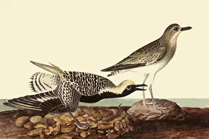 Plover: Black-bellied Plover, Squatarola squatarola