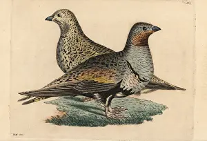 Tetrao: Black-bellied sand grouse, Pterocles orientalis