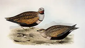Orientalis: Black-bellied Sandgrouse, Pterocles orientalis