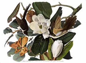 Grandiflora: Black-Billed Cuckoo, by John James Audubon