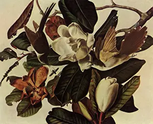 Magnolia: Black-Billed Cuckoos