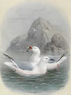 Gerrard: Black-Billed Gull and Red-Billed Gull