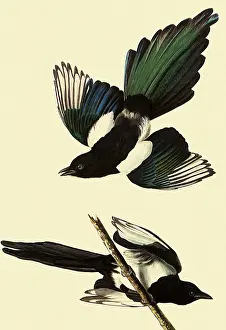 Magpie: Black-Billed Magpie