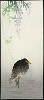 Wisteria: Black bird on wisteria perch