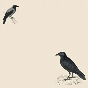 Rook: Two Black Birds