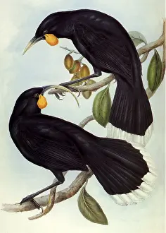 Beaks: Black Birds