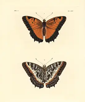 Nymphalis: Black-bordered charaxes, Charaxes pollux