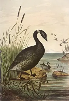 Brant: Black Brant, Bernicla nigricans