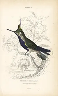 Plovercrest: Black-breasted plovercrest, Stephanoxis lalandi