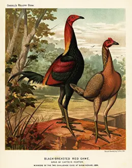 Brierley: Black-breasted red game birds