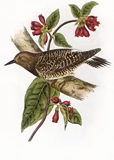 Woodpeckers: Black-breasted Woodpecker, Melanerpes thyroideus