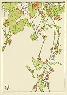 Foord: Black Bryony