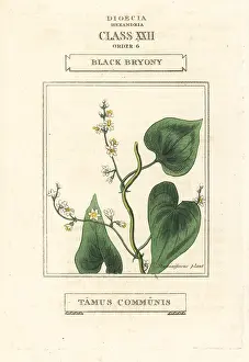 Bryony: Black bryony, Dioscorea communis