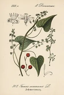 Bryony: Black bryony, Tamus communis