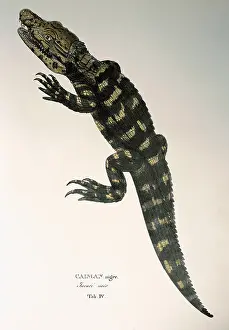 Alligators: black caiman