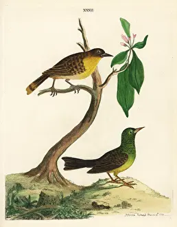 Bulbul: Black-capped bulbul, Pycnonotus melanicterus