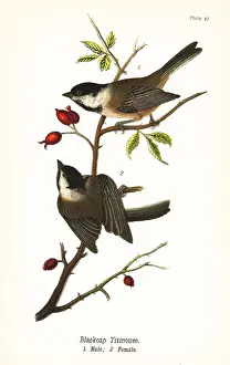 Regulus: Black-capped chickadee, Poecile atricapillus