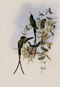 Trochilus: Black-Capped Hummingbird, Trochilus Polytmus