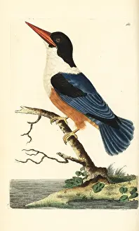 Halcyon: Black-capped kingfisher, Halcyon pileata