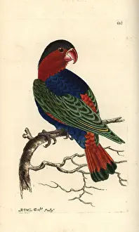 Lorius: Black-capped lory, Lorius lory