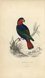 Lauder: Black capped lory, Lorius lory
