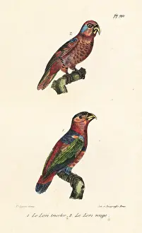 Buffon: Black-capped lory, Lorius lory, and red lory, Eos bornea