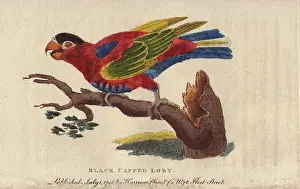 Lorius: Black-capped lory, Lorius lory
