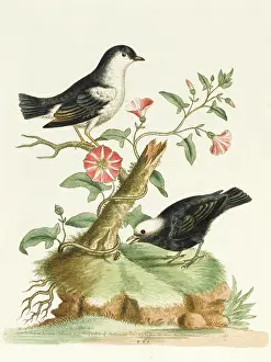 Manakin: The black-capped manakin and the white-capped manakin